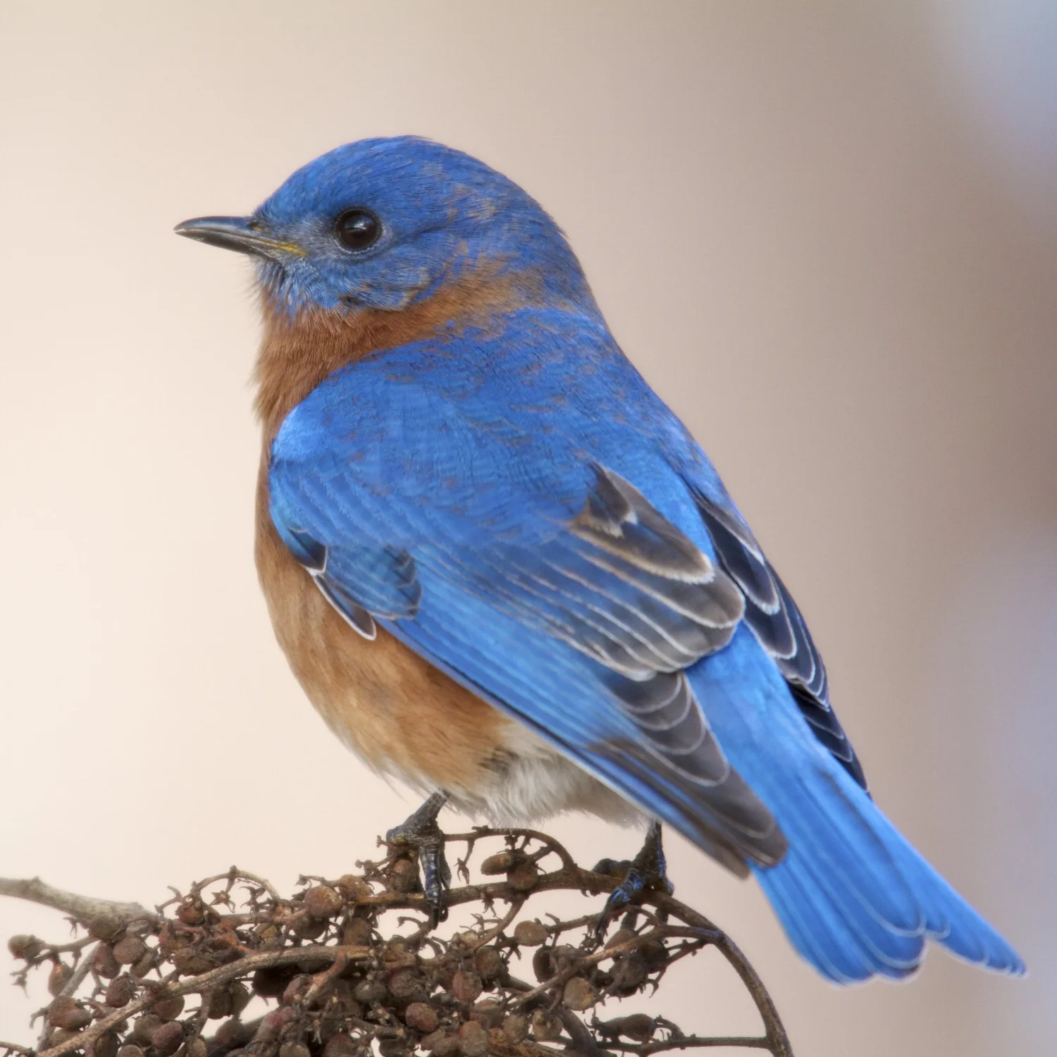 Bluebirds — HSV Audubon