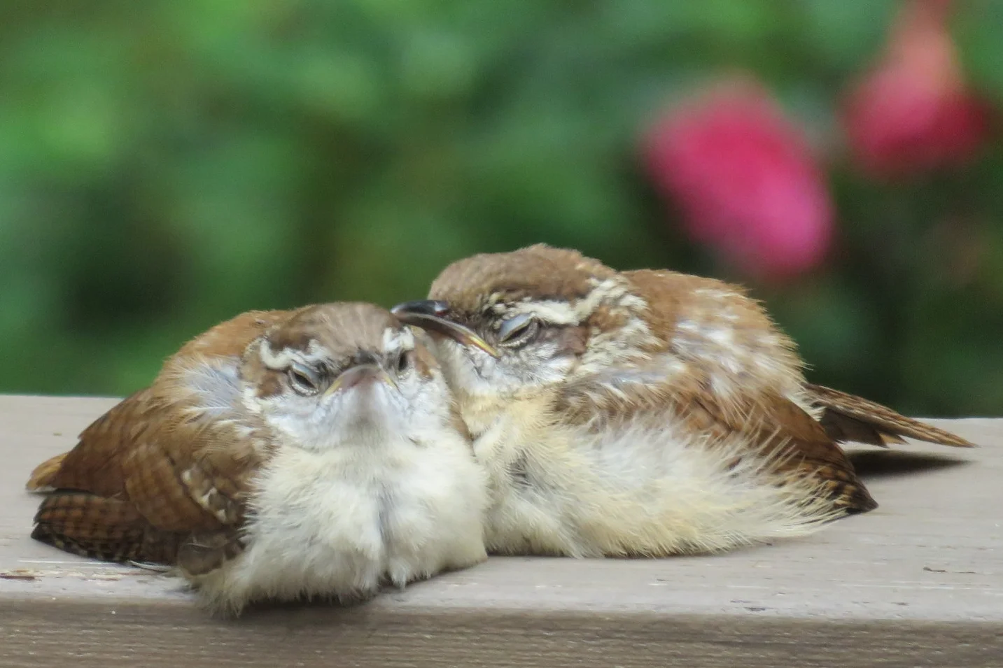 Photo Gallery — HSV Audubon