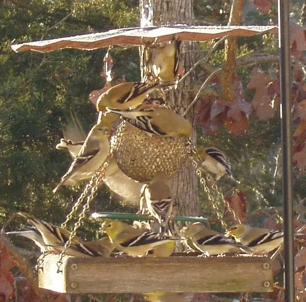 This ball/tray feeder combo makes room for many birds. 