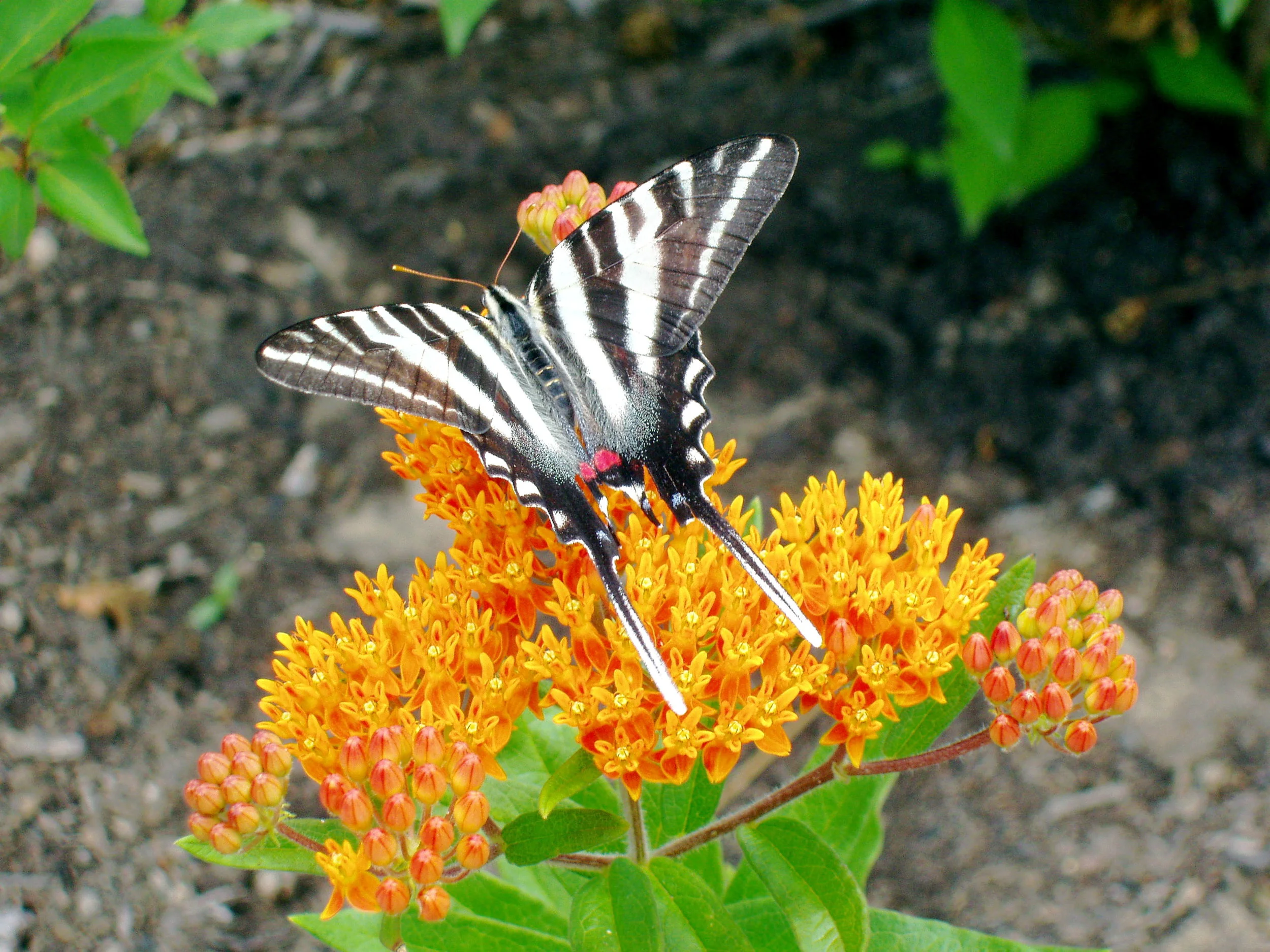 Arkansas Native Plant Fall Meeting