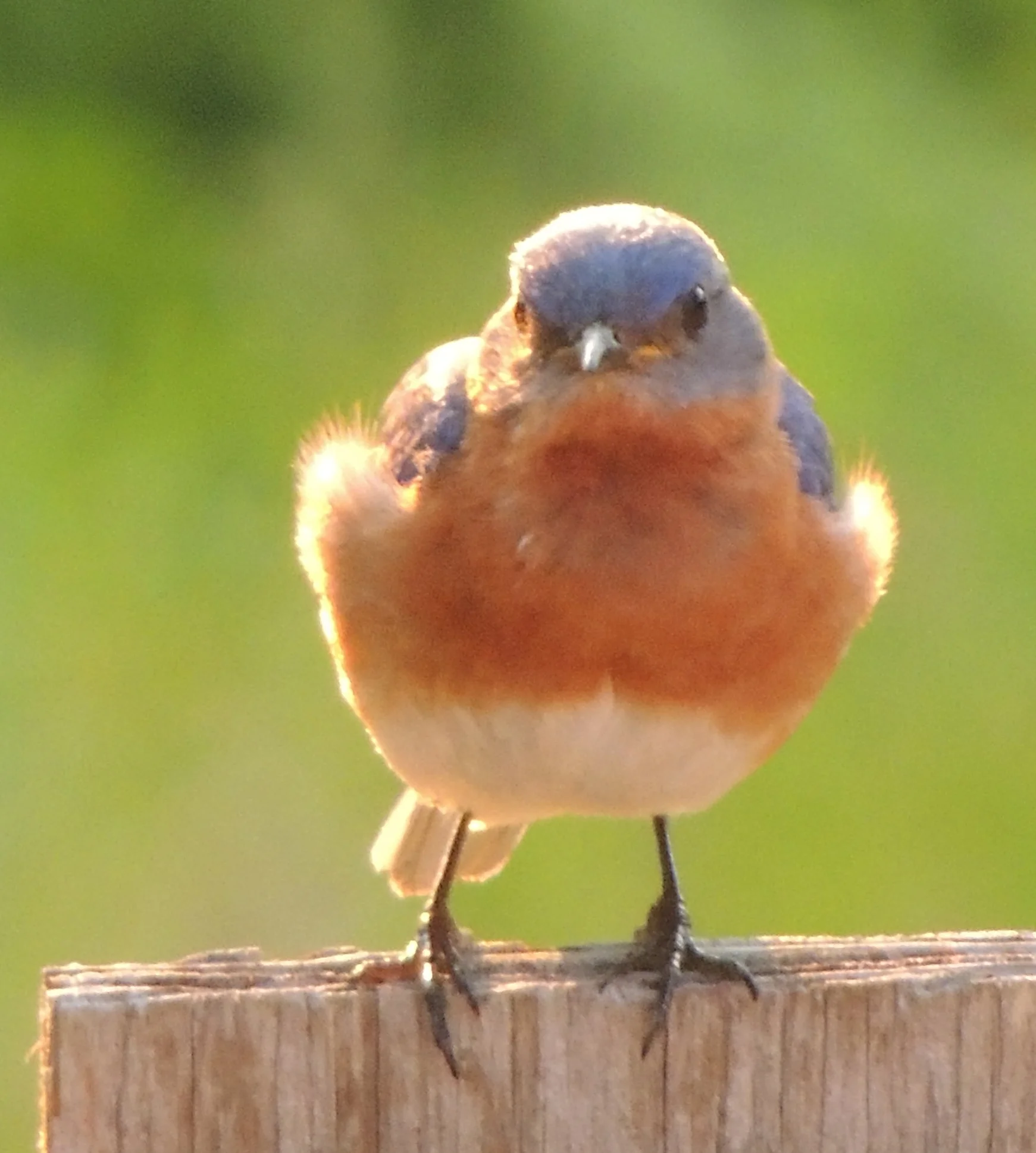 Our very own bluebird of happiness.