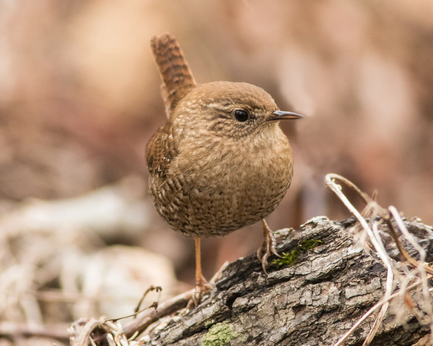 You can count on this little Winter Wren for a giant-size "chirp" Photo Vic Prislipsky