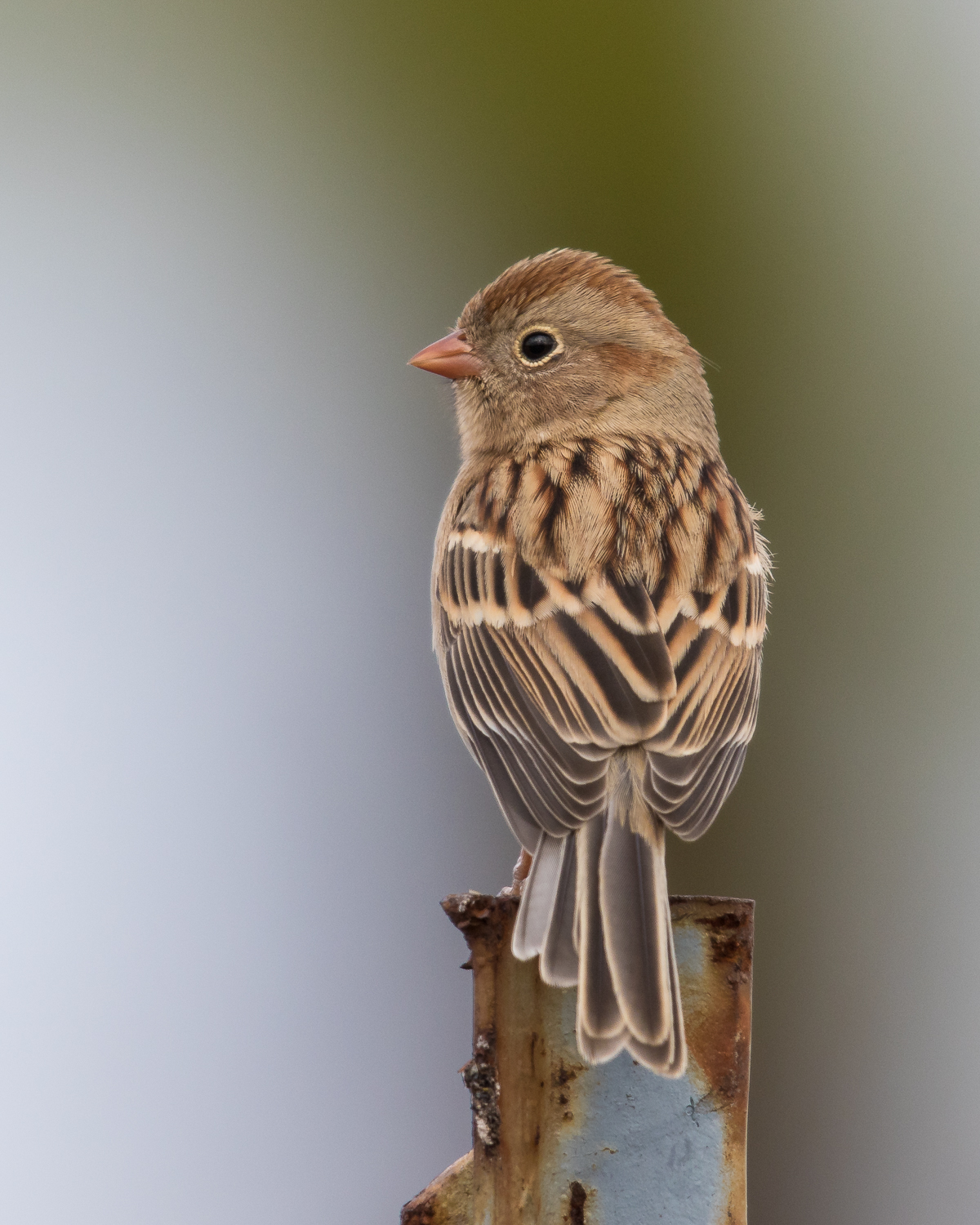 FieldSparrow51.jpg