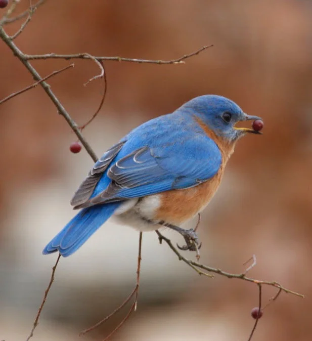 We focus on bluebirds and nuthatches. Eastern Bluebird, male, Photo by Curt Carlson.