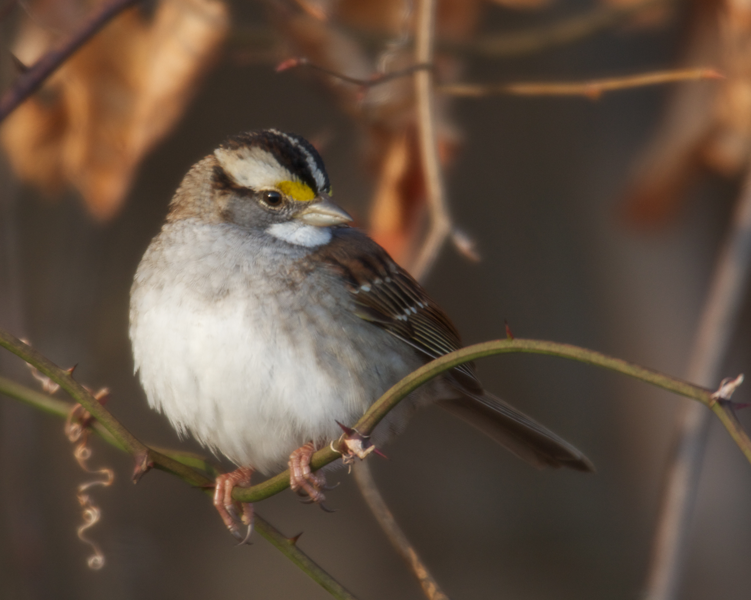 White-throated sparrow