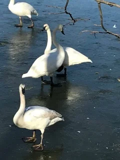 Photo Carol Dyer