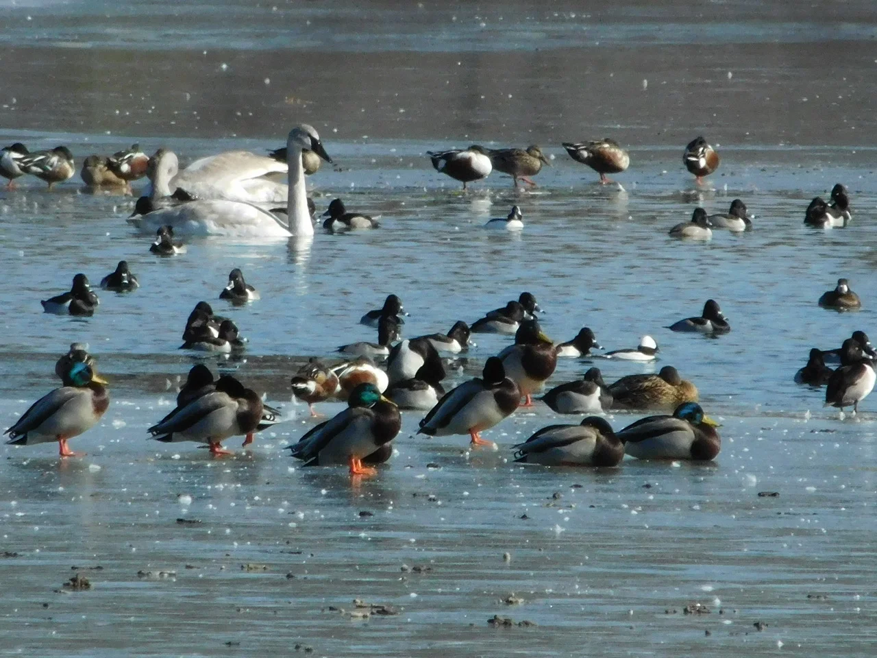 Try your duck ID skills - find as many species as you can. Photo by Janet Rowe
