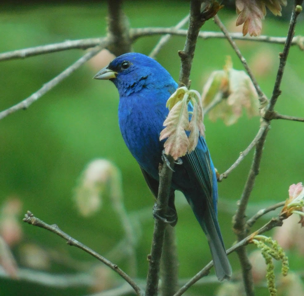 Indigo Bunting