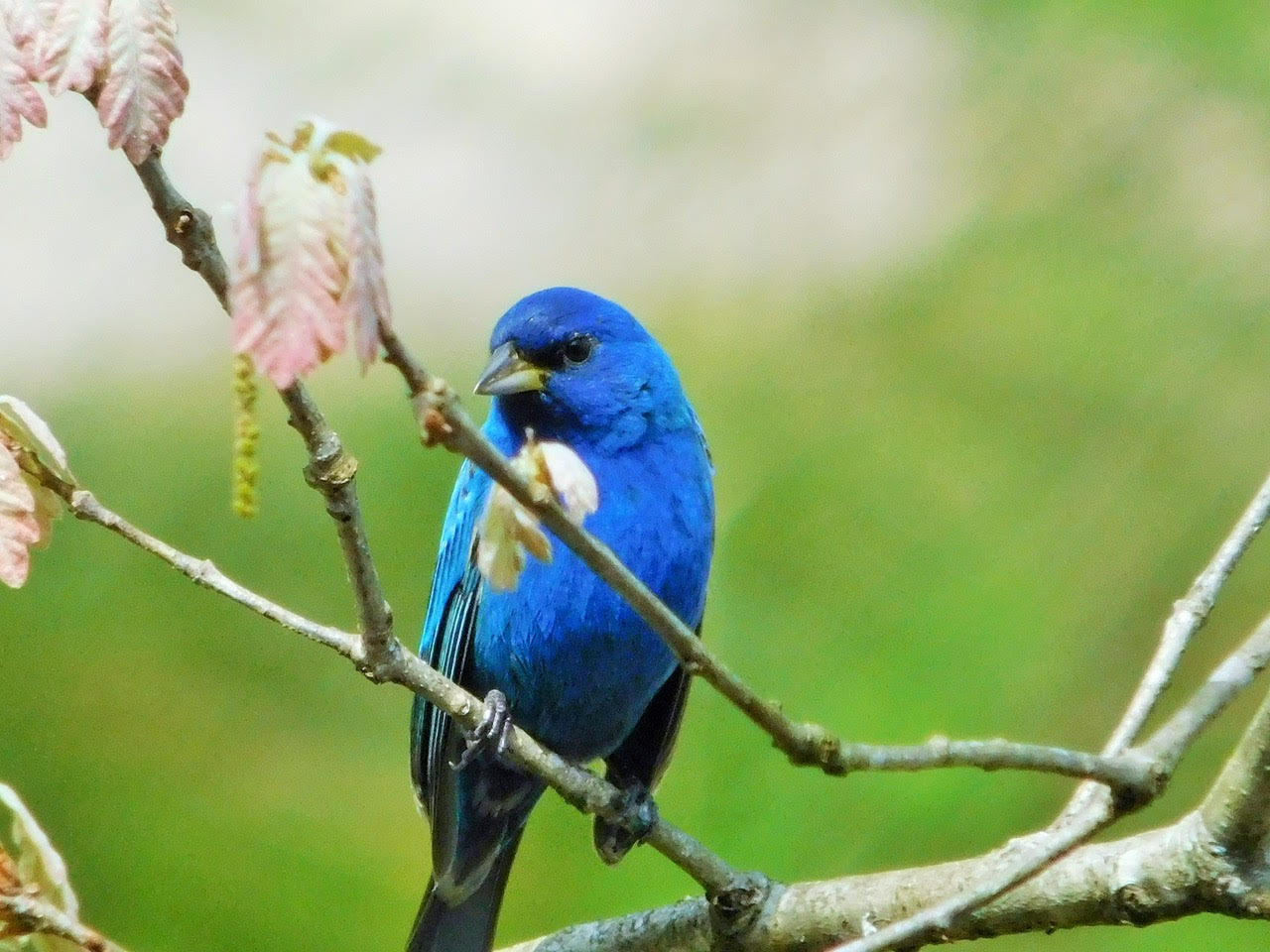 Indigo Bunting