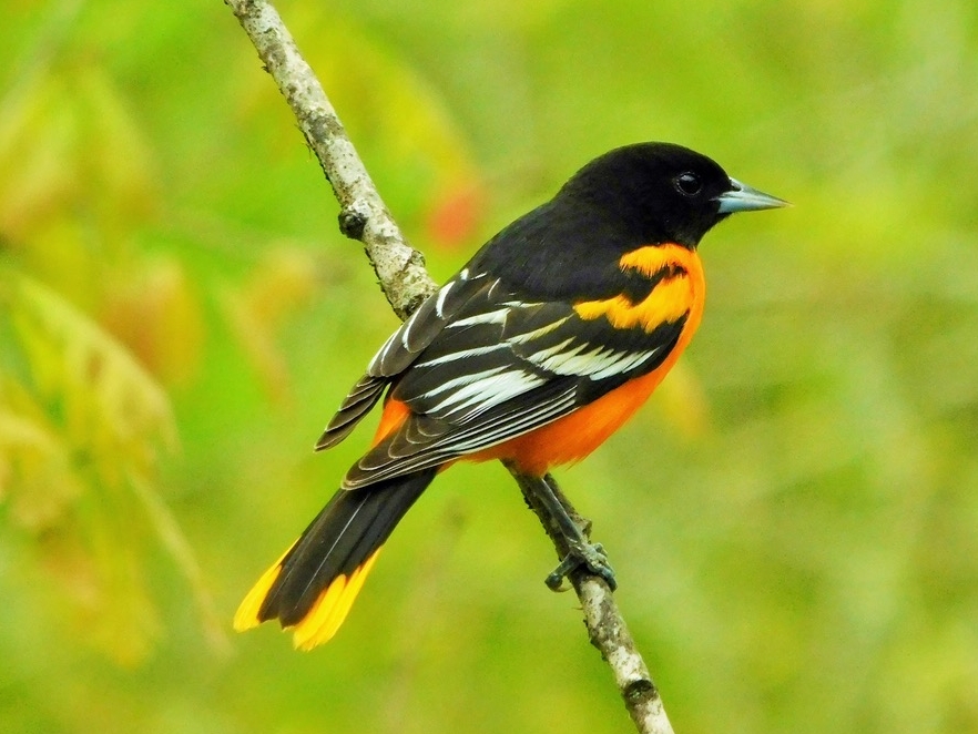 Baltimore Oriole, male