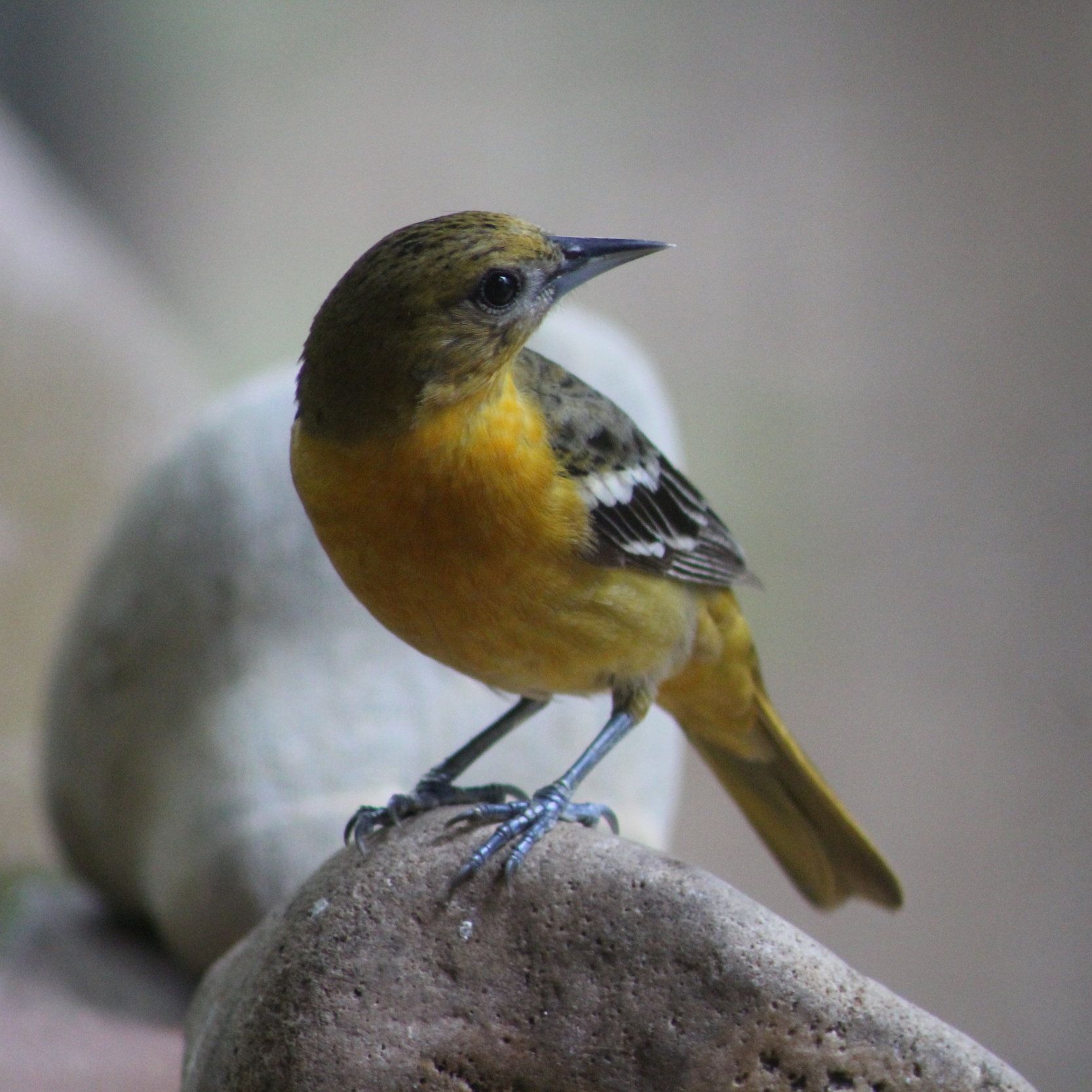 Baltimore Oriole, female