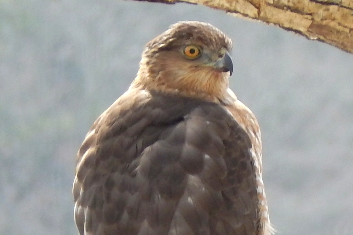 Cooper's Hawk