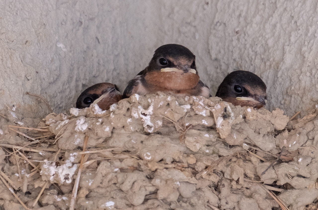 Barn Swallows