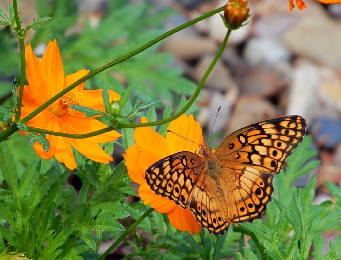 Variegated Fritillary