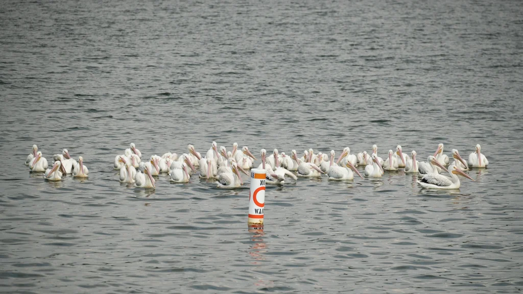 Pelicans.jpg
