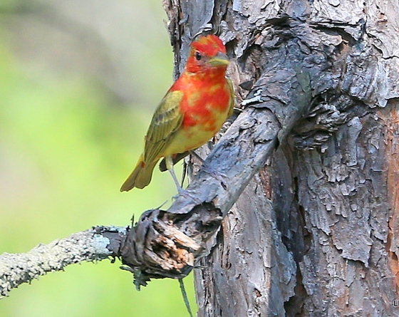 Summer Tanager