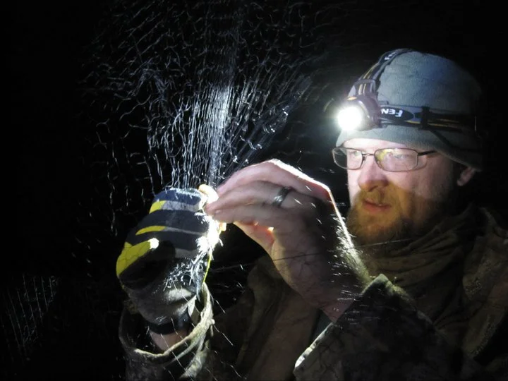 Phillip Jordan removing a bat from a net. Photo by Sara Miller.