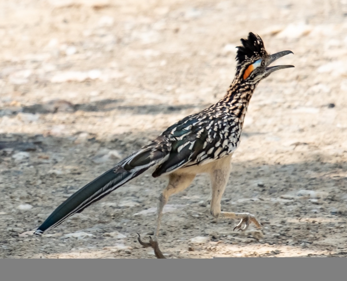 Roadrunner
