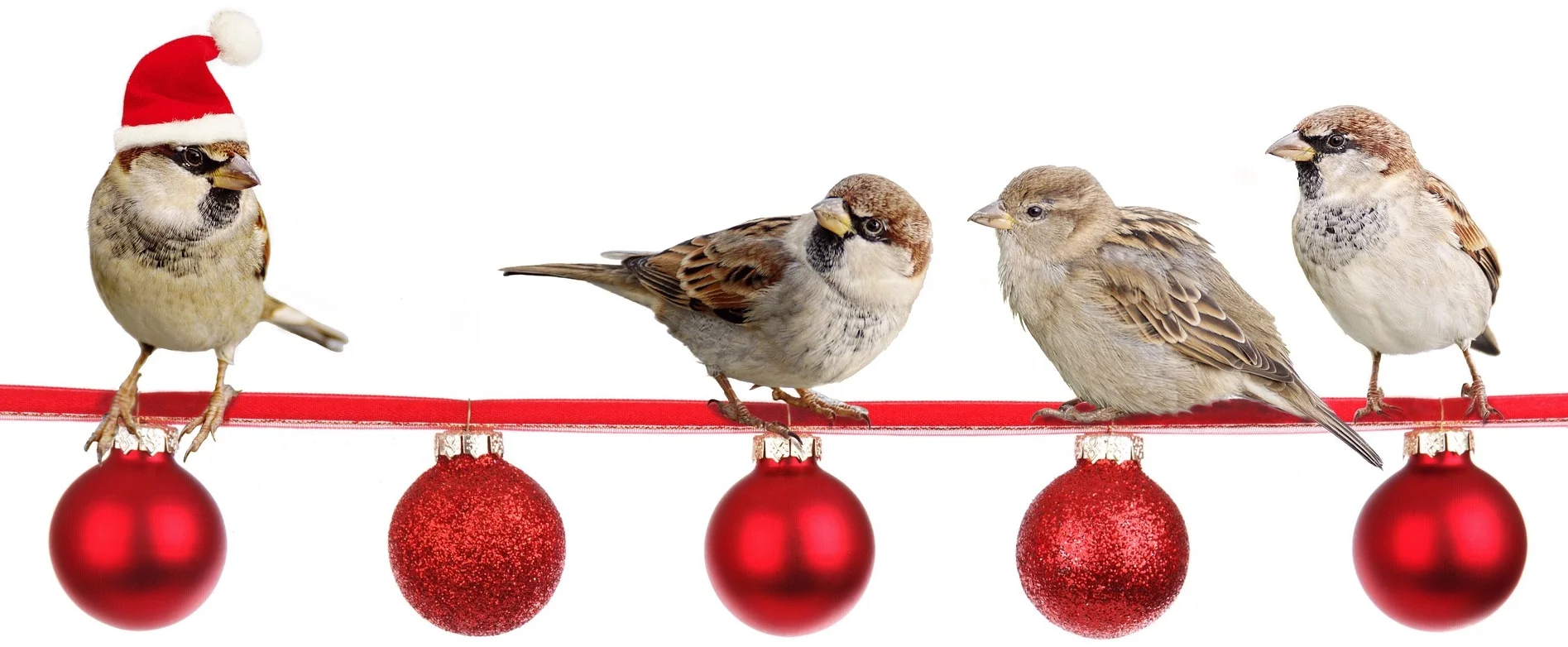 sparrows-2900850_1920.jpg