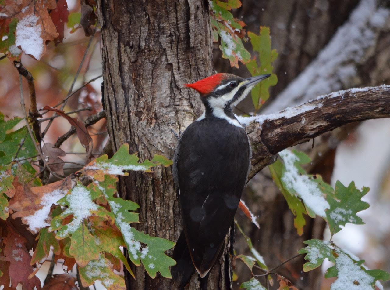 Piliated Woodpecker