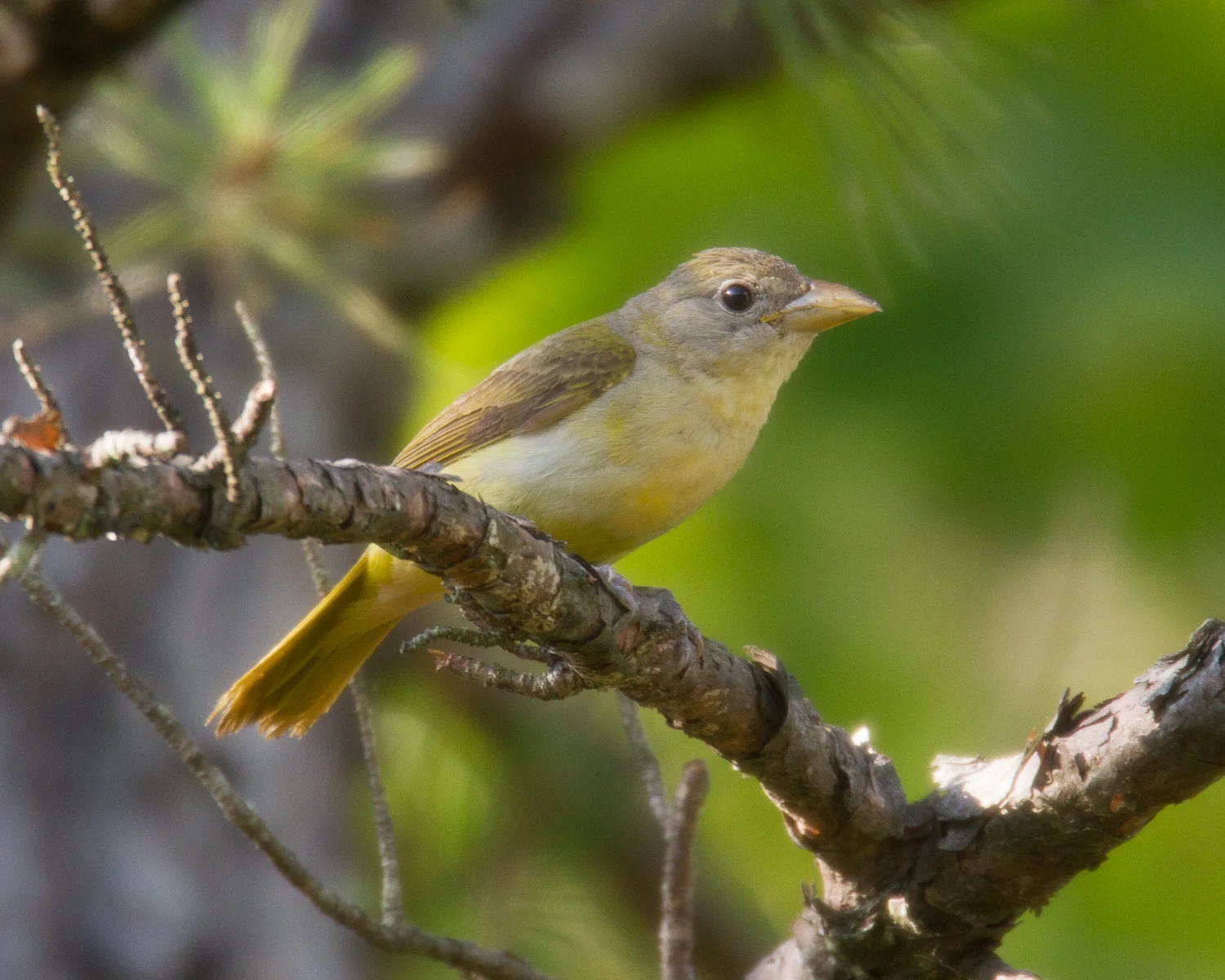 The female Summer Tanager is slightly smaller than the male, but equally chatty. Photo by Vic Prislipsky.