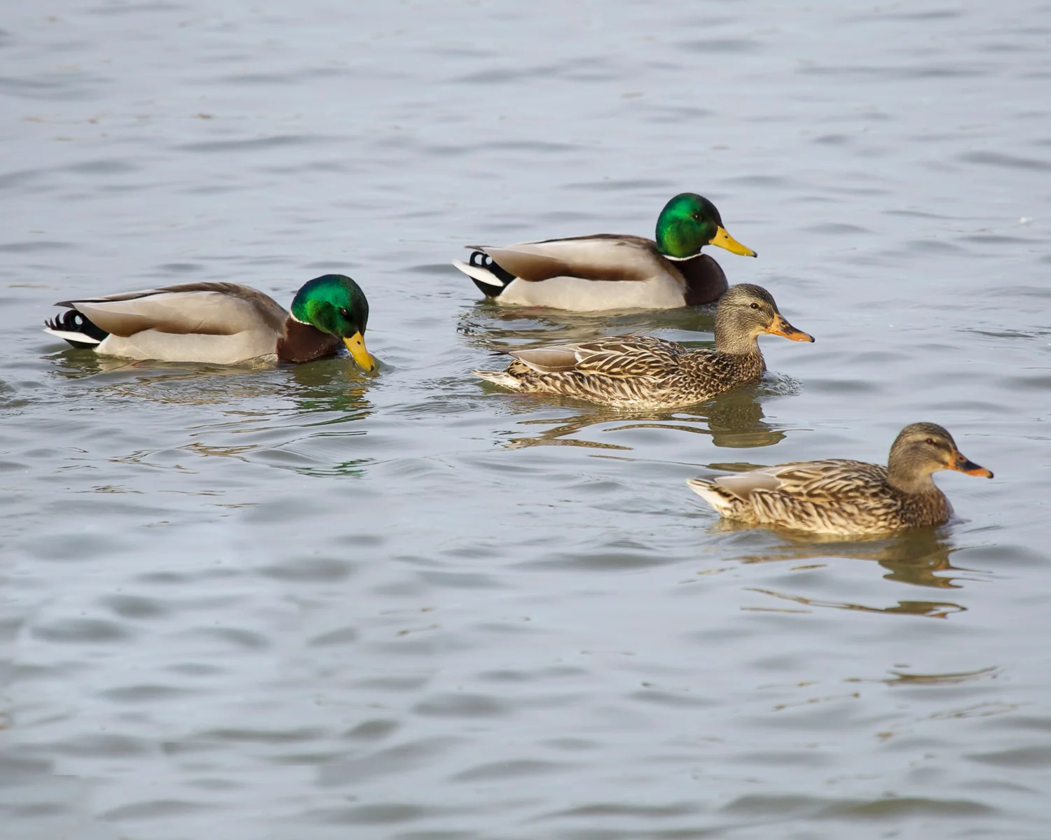 Mallards13.jpg
