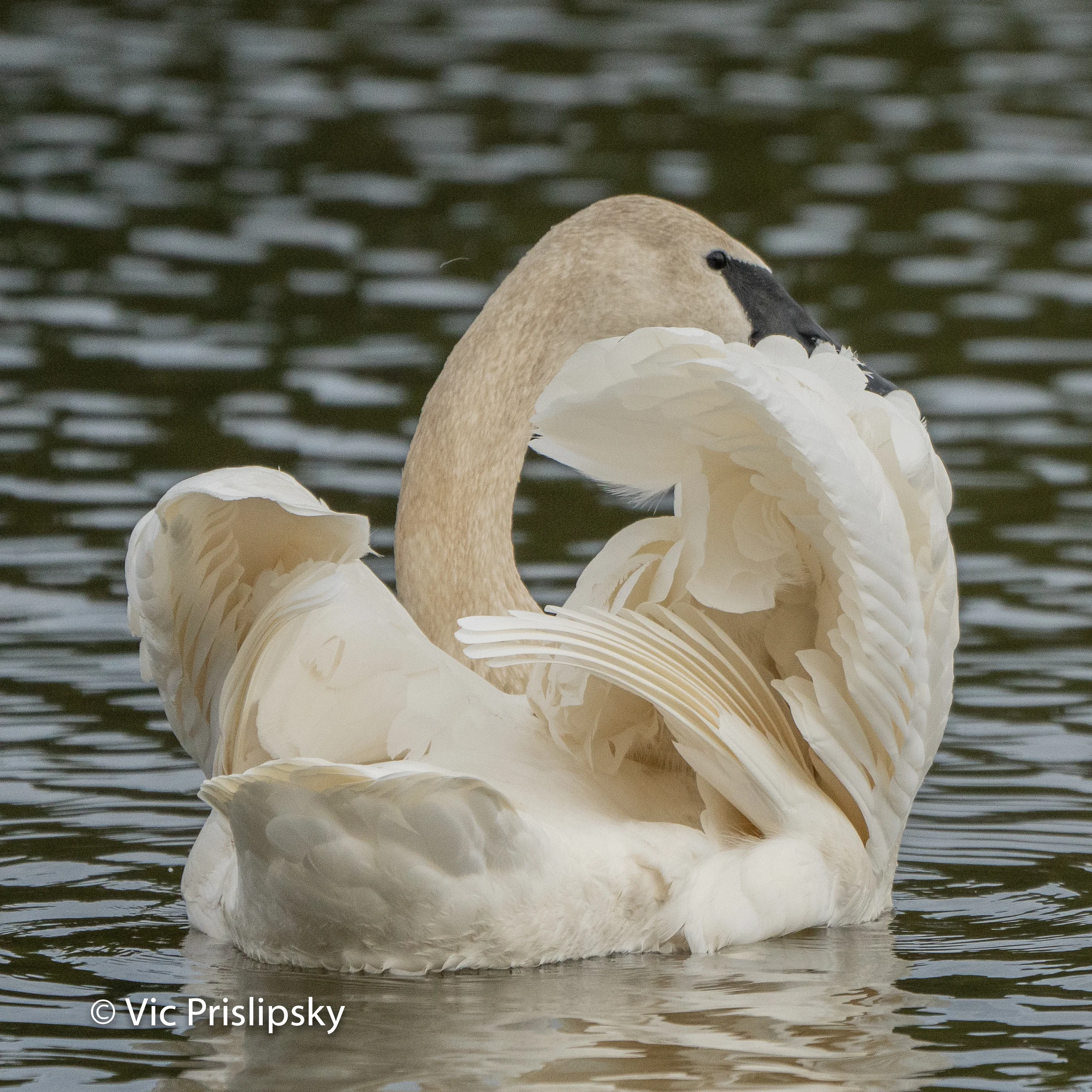 Trumpeter Swan - Photo by Vic Prislipsky