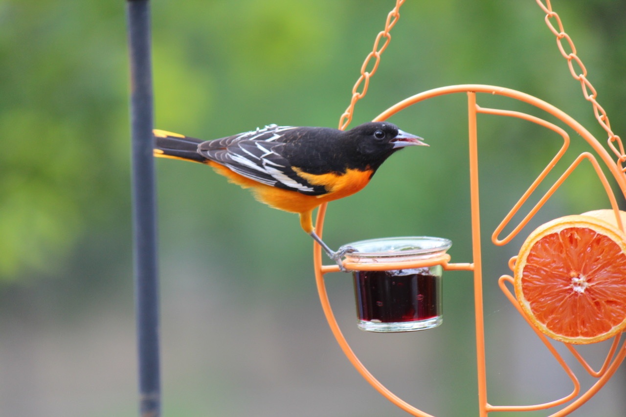 Baltimore Oriole