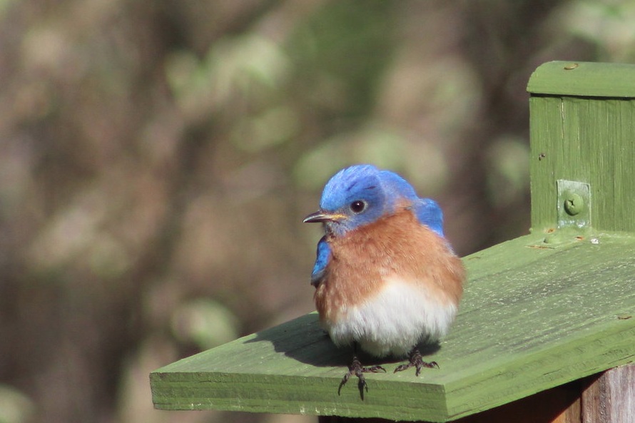 Eastern Bluebird