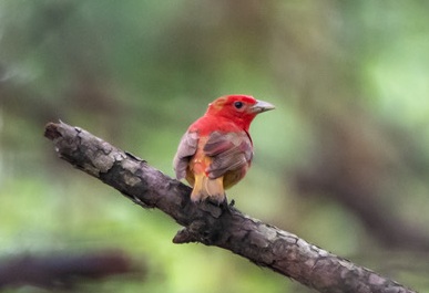 Summer Tanager - male