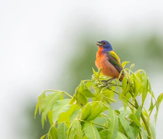 Painted Bunting Success