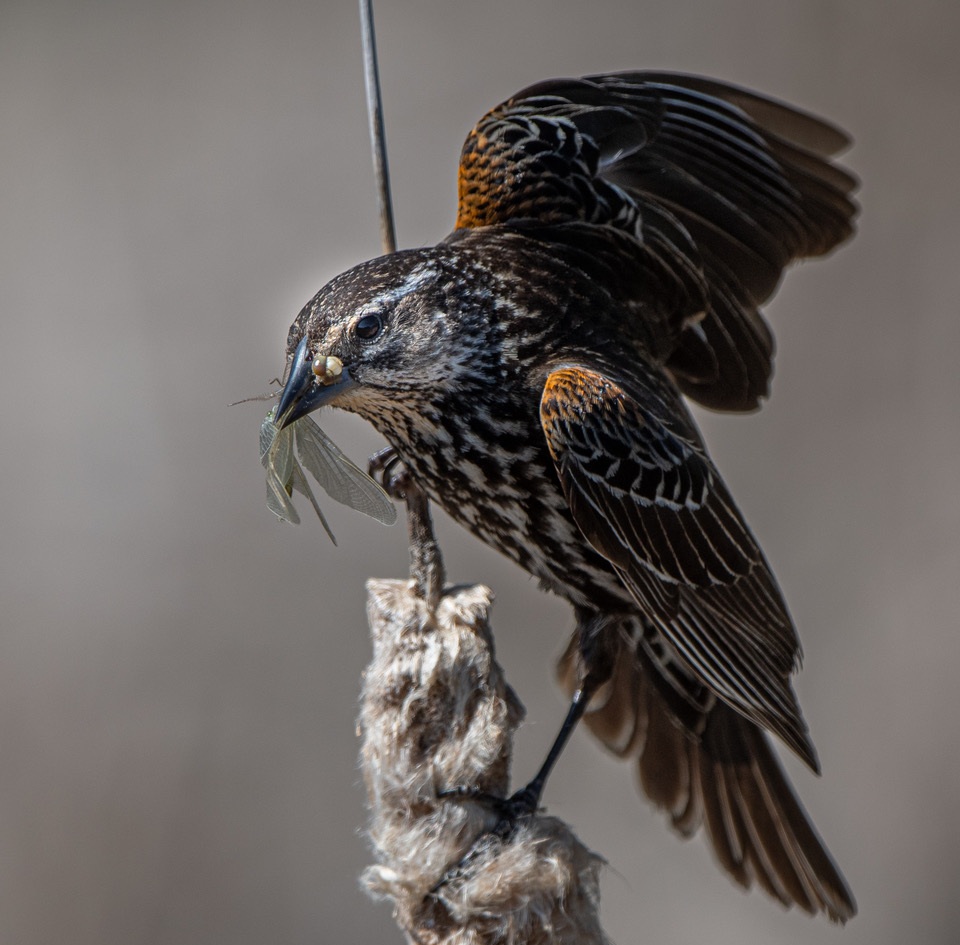 Red-wing Blackbird - female