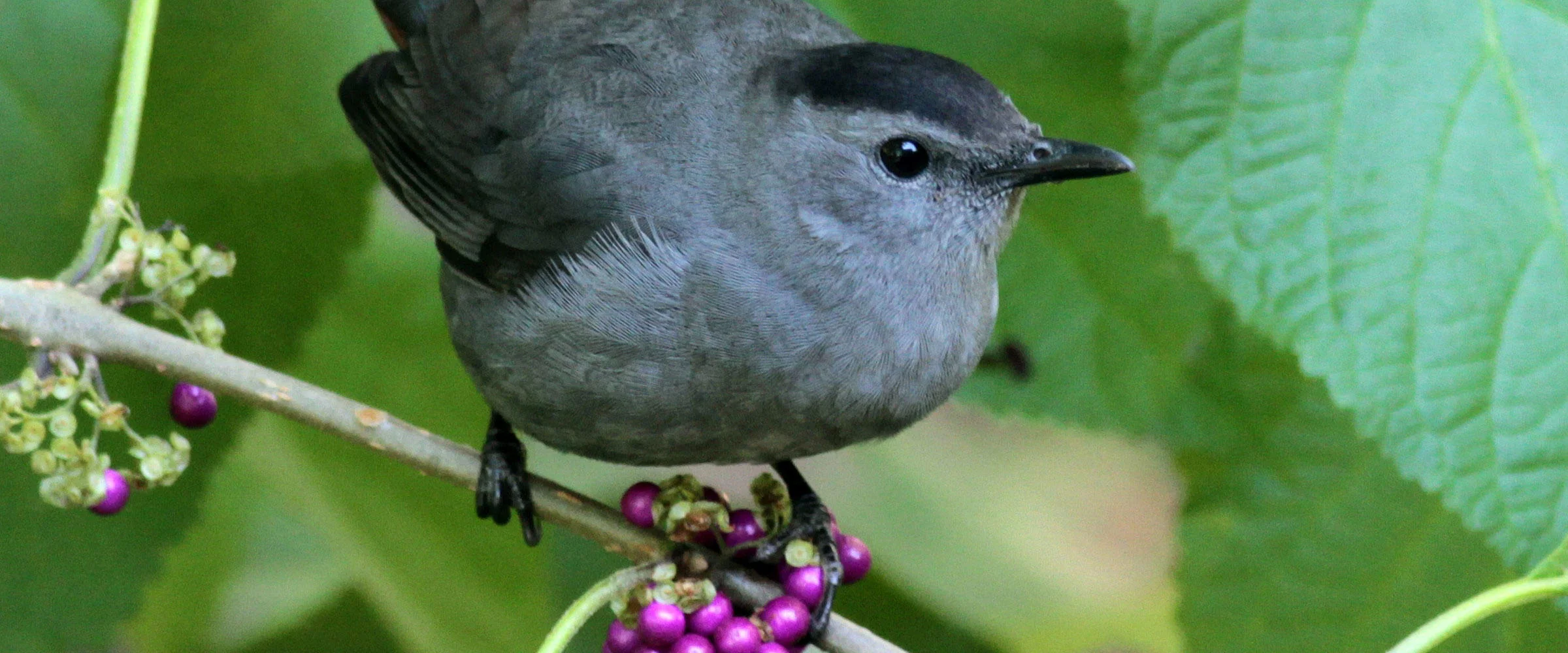 Gray Catbird on American Beautyberry, an Arkansas native plant. Photo from Audubon Arkansas.
