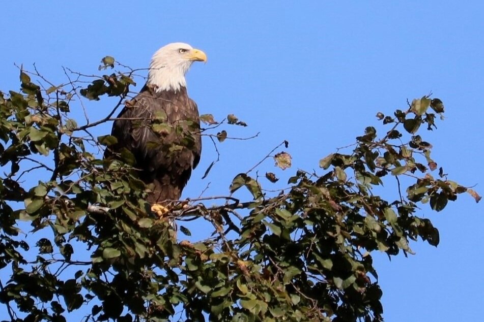 Bald Eagle on Lake Coronado