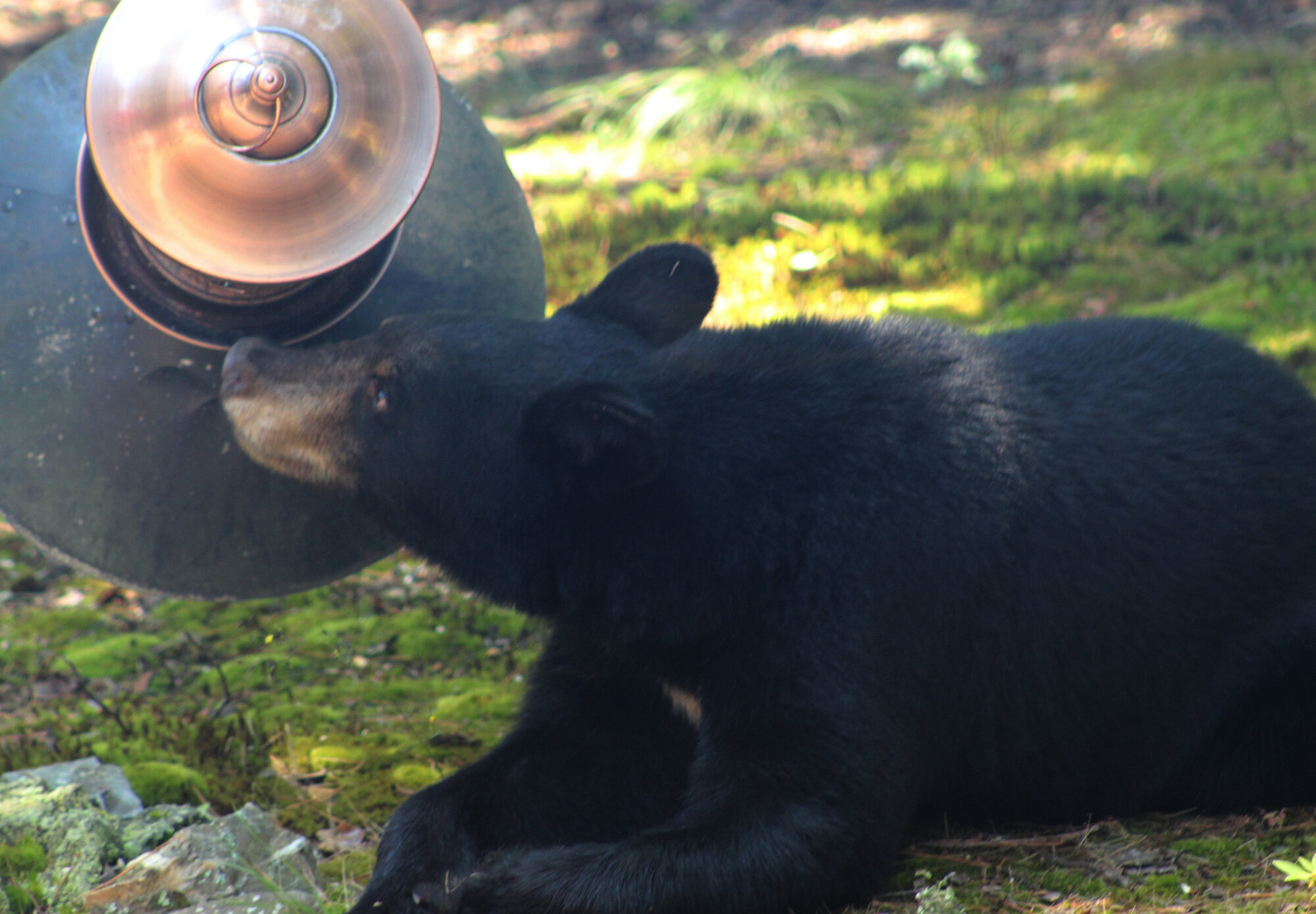 bear cleans feeder sml.jpg