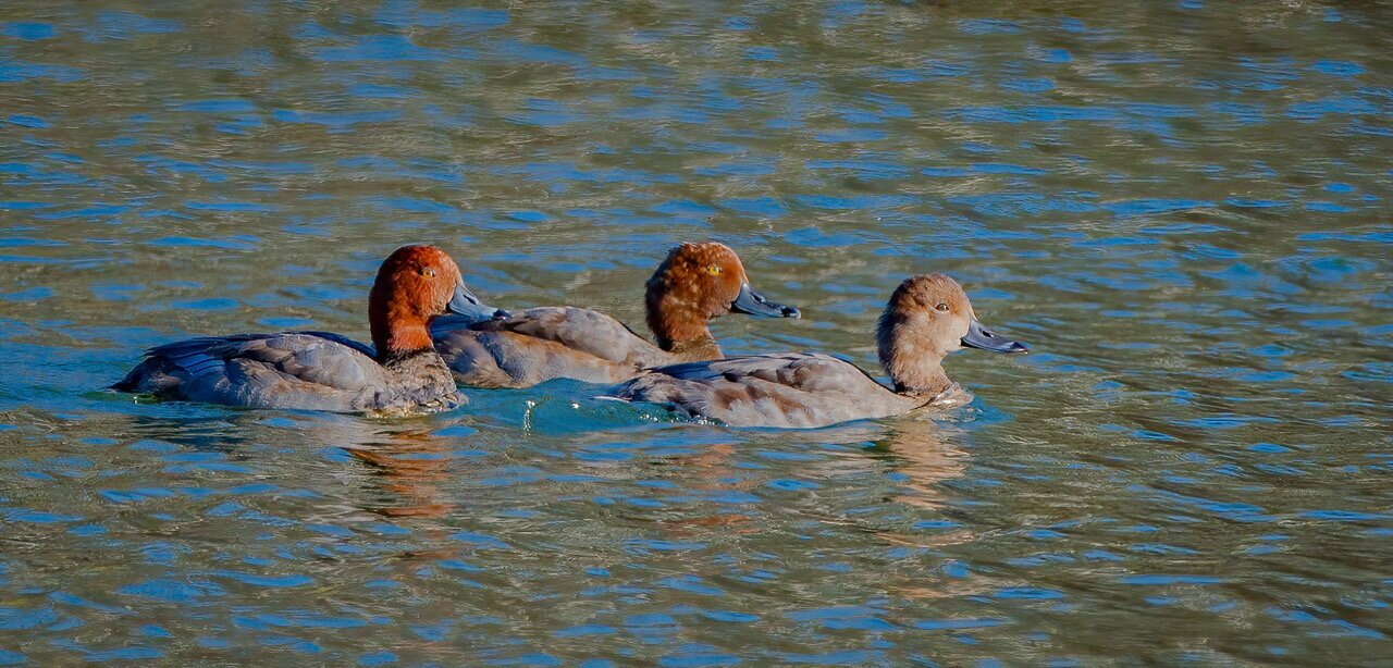 Redhead Ducks