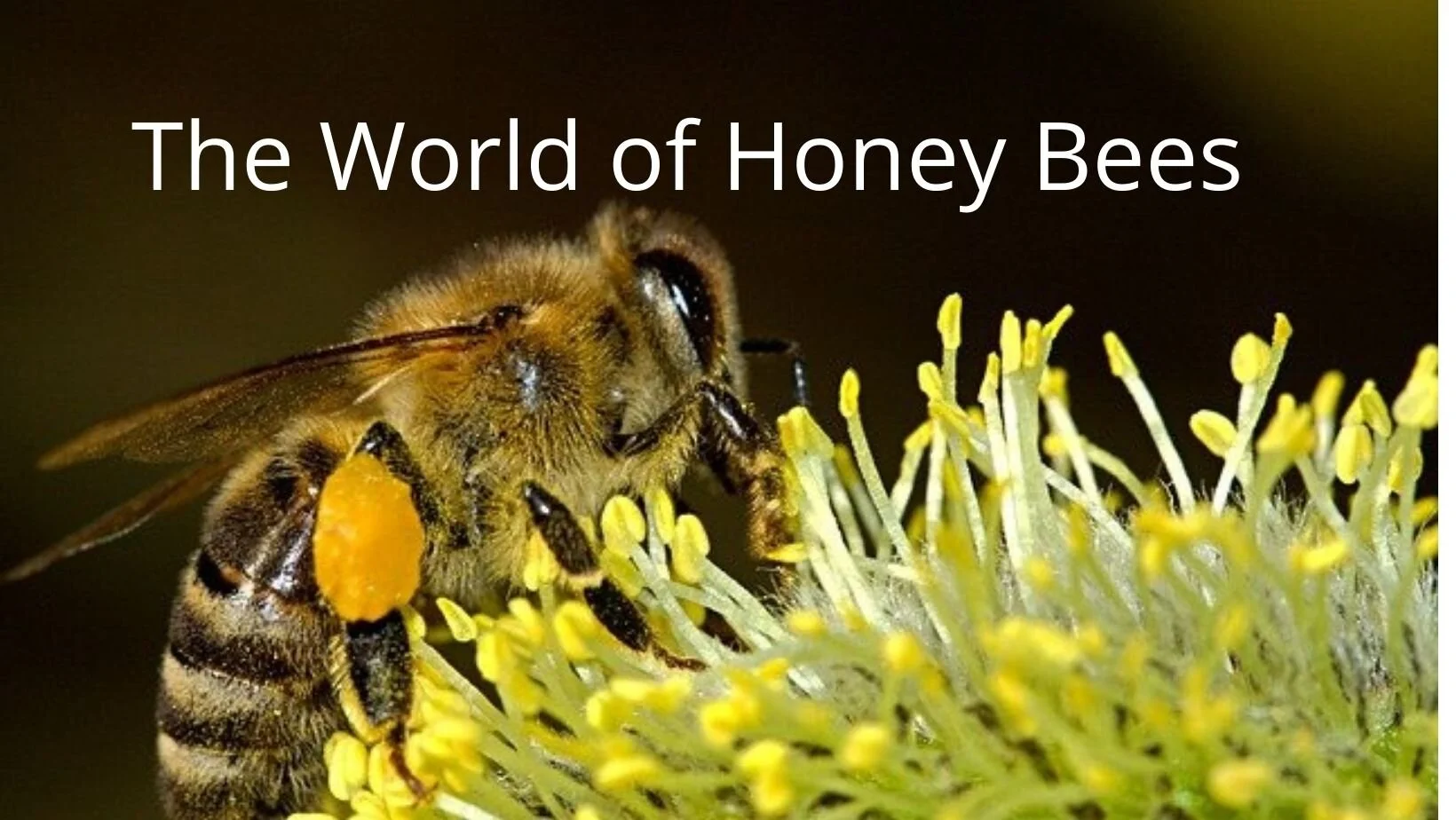 Angels in Agriculture