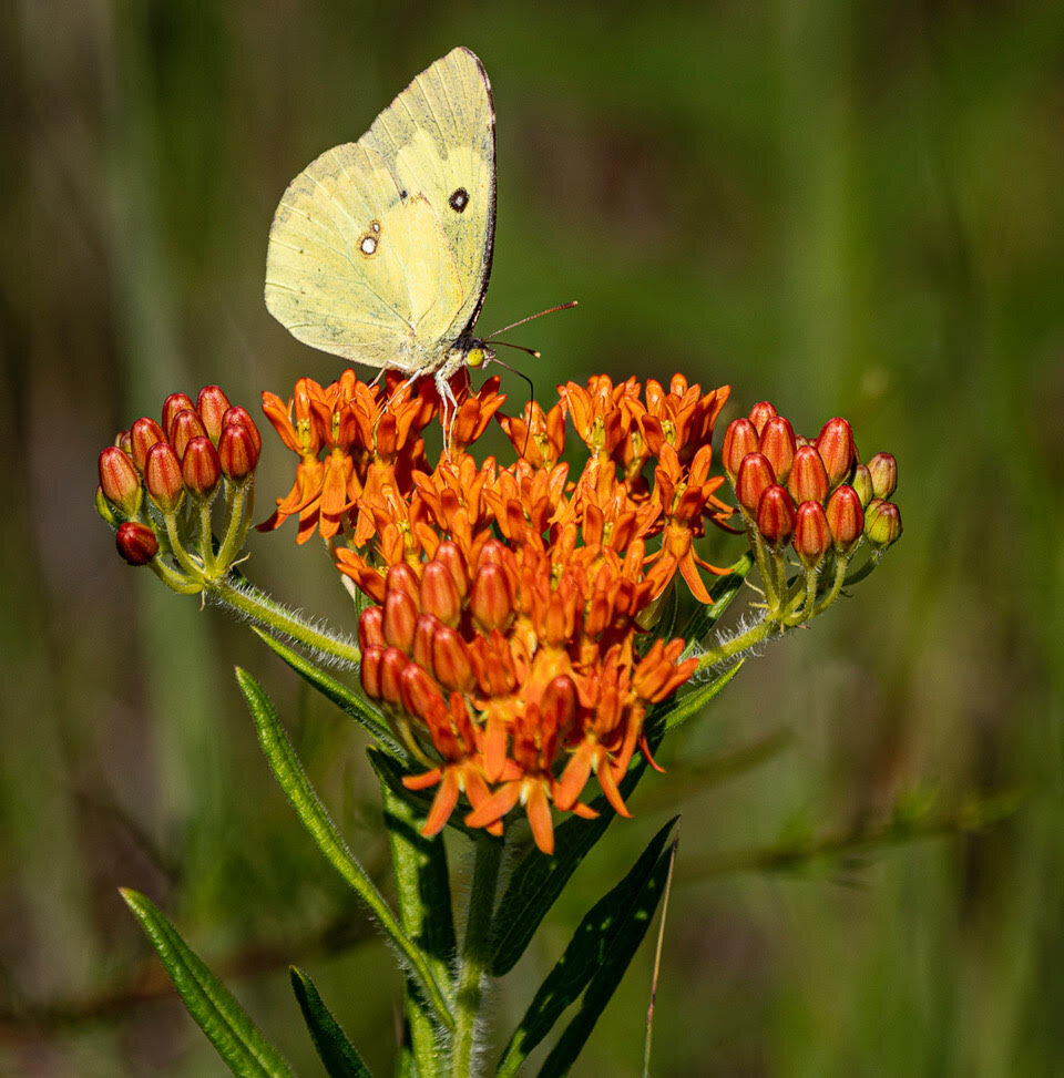 Dogface Butterfly