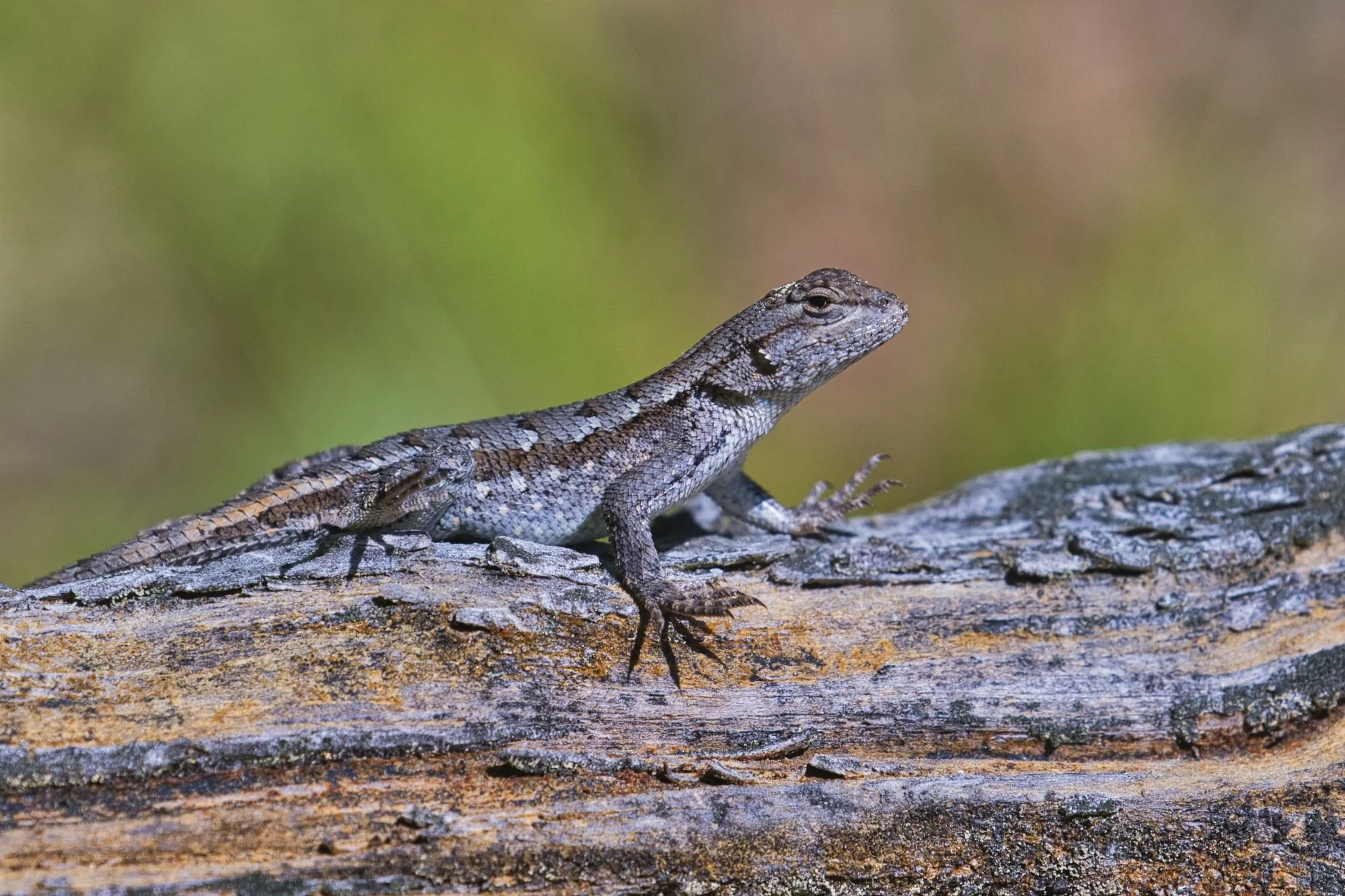 Dr. Chris Kellner Will Visit in November