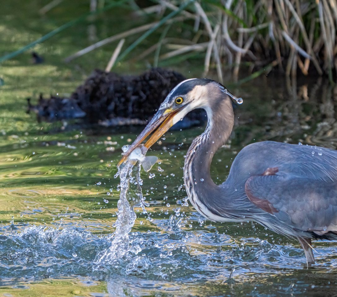 Fresh Catch!