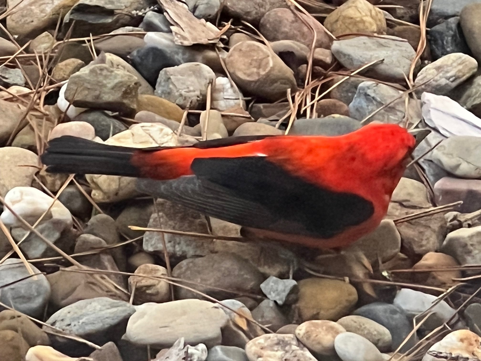 Scarlet Tanager