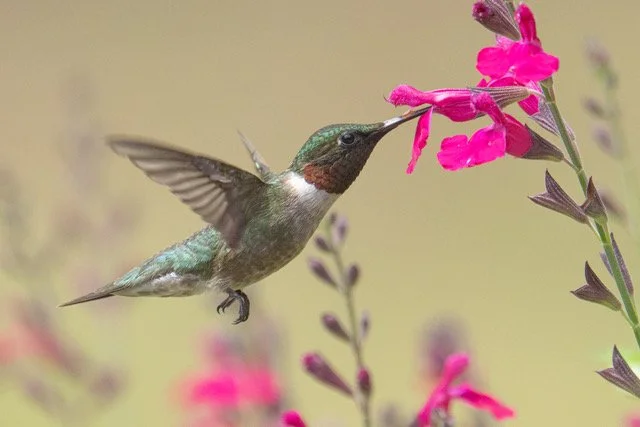 ALL ABOUT HUMMINGBIRDS - APRIL 2024 PROGRAM