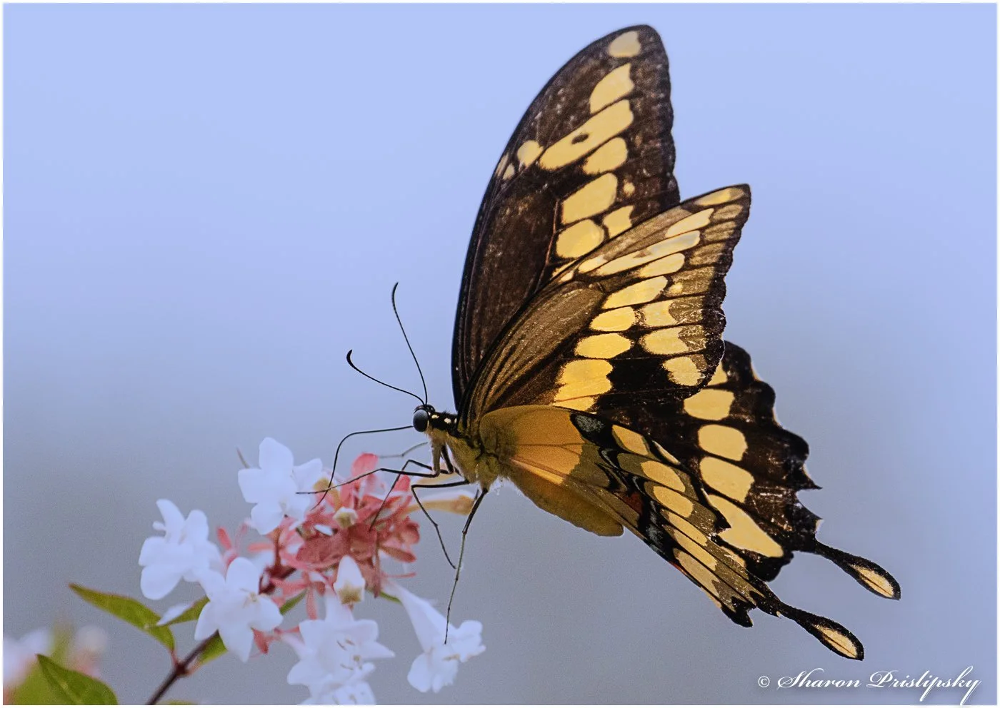 Attracting Pollinators to Your Backyard