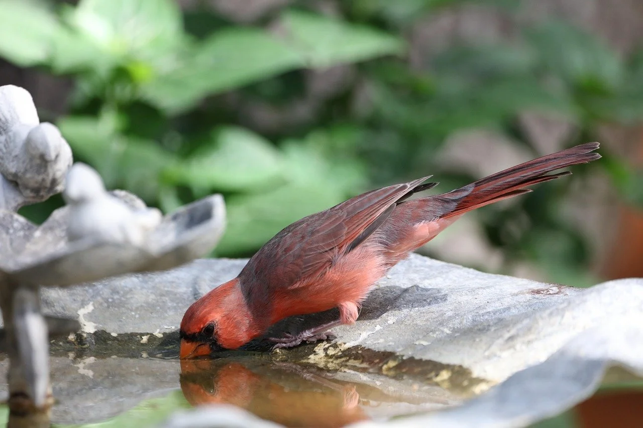 Creating a Bird-Friendly Yard