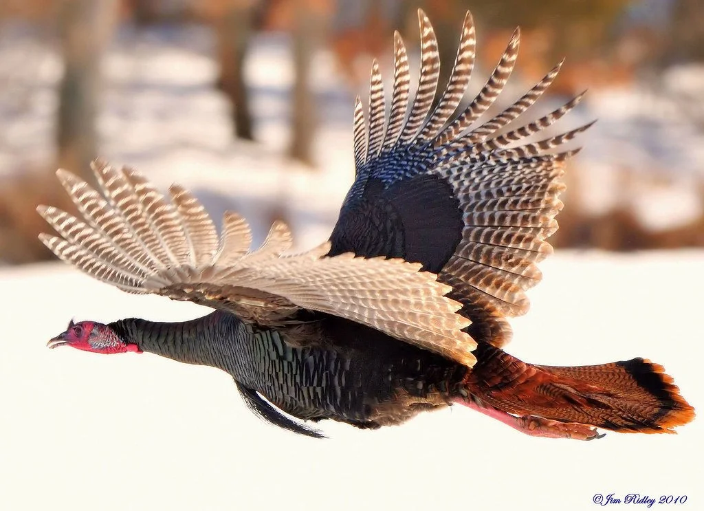 Wild Turkey Basics
