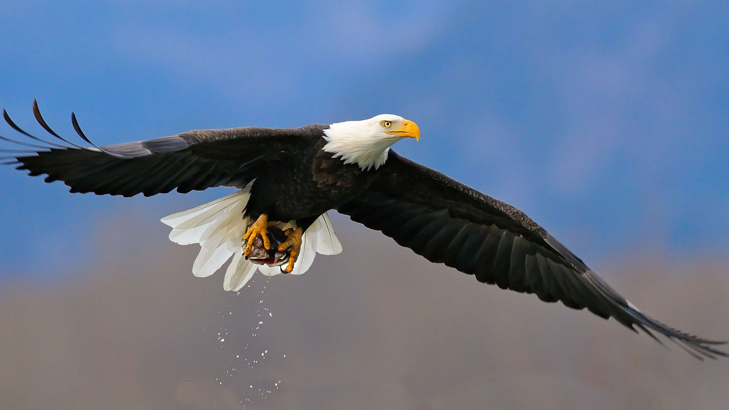 Bald eagles