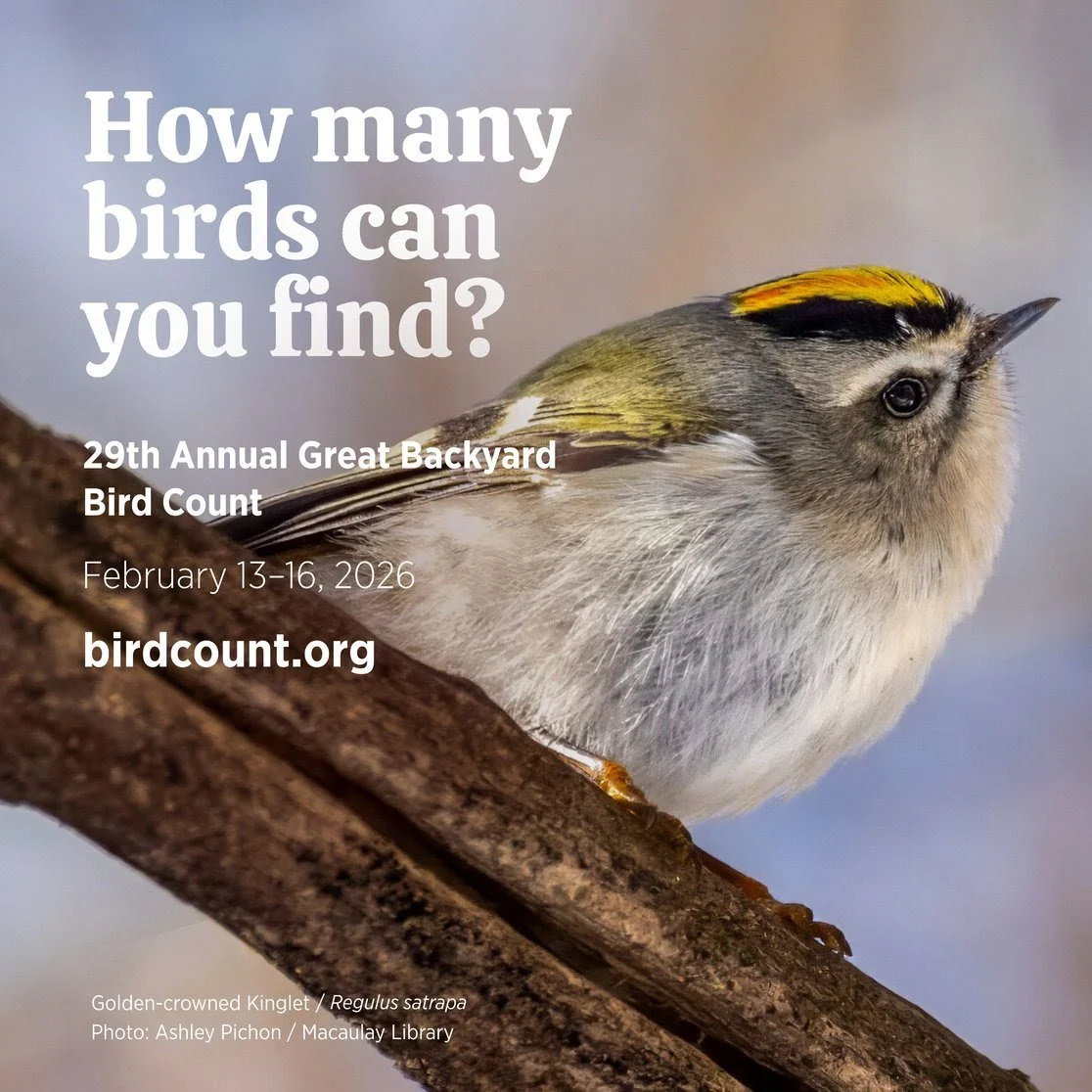 Great Backyard Bird Count 2026