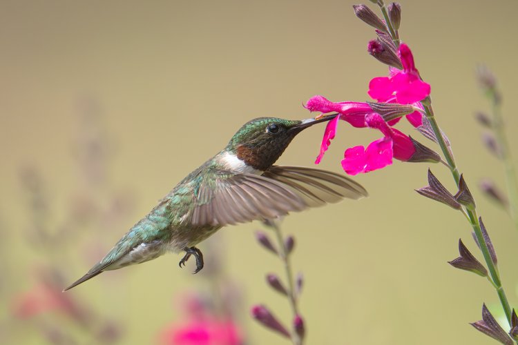 Hummingbirds — HSV Audubon