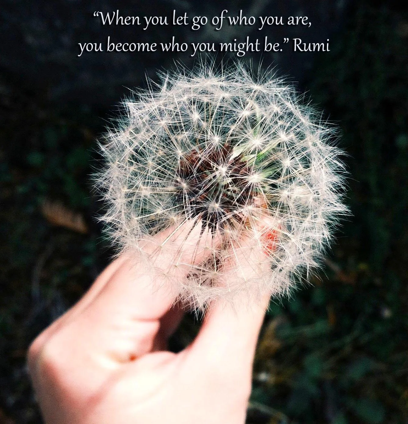 dandelion.jpg
