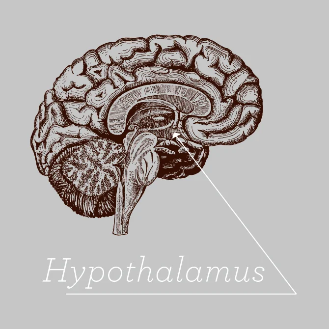 HYPOTHALAMUS.jpg